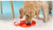 Pet Puzzle Treat Toy Interactive Food Dispenser Toy Slow Feeder Iq Game Dog Smart Training Toy